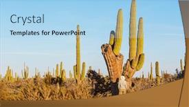  Presentation with cactus - Slides consisting of cactus-fields-in-mexico-baja background and a light blue colored foreground