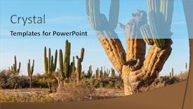  Presentation with cactus - Presentation theme consisting of cactus-fields-in-mexico-baja background and a light blue colored foreground