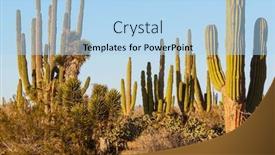  Presentation with cactus - Slide deck consisting of cactus-fields-in-mexico-baja background and a light blue colored foreground