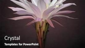  Presentation with cactus - 