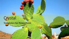  Presentation with cactus - PPT layouts featuring cactus fruits background and a yellow colored foreground