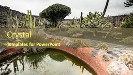  Presentation with cactus - Beautiful theme featuring cactus garden in guatiza lanzarote canary islands spain backdrop and a tawny brown colored foreground