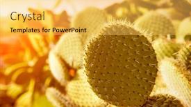  Presentation with pear - Presentation design with cactus-growing-eatable-prickly-pear background and a yellow colored foreground