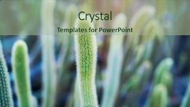  Presentation with botanical garden - Audience pleasing theme consisting of cactus in a botanical garden backdrop and a mint green colored foreground