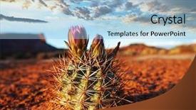  Presentation with cactus - Cool new slides with cactus in desert backdrop and a light blue colored foreground