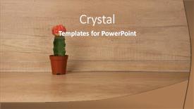  Presentation with flower pots - Theme featuring cactus-in-flower-pots background and a coral colored foreground