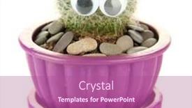  Presentation with cactus - Colorful slide set enhanced with cactus-in-flowerpot-with-funny backdrop and a coral colored foreground