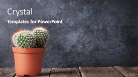  Presentation with chalk-board - PPT layouts having cactus-in-front-of-classroom background and a dark gray colored foreground