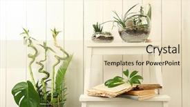  Presentation with succulents - Presentation theme enhanced with cactus on step ladder background and a lemonade colored foreground