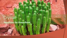  Presentation with cactus - Slides enhanced with cactus on the background of red stones background and a forest green colored foreground