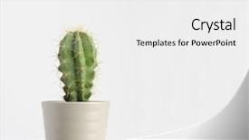  Presentation with cactus - Amazing slide set having cactus on white backdrop and a white colored foreground