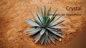  Presentation with sand play - Presentation theme featuring cactus plant on dry sand background and a coral colored foreground