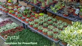  Presentation with tree planting - Slides consisting of cactus-planting-green-tree-sell background and a tawny brown colored foreground