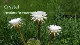  Presentation with cactus - 