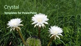  Presentation with cactus - 