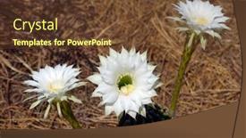  Presentation with cactus - 