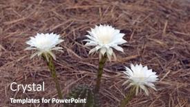  Presentation with cactus - 