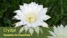  Presentation with cactus - 