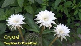  Presentation with cactus - 