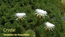  Presentation with cactus - 