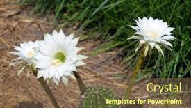  Presentation with cactus - 