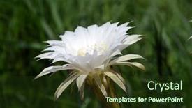  Presentation with cactus - 