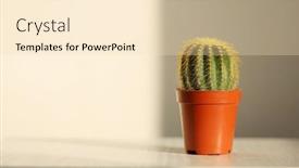  Presentation with pot succulent - Presentation consisting of cactus-succulent-plant background and a lemonade colored foreground