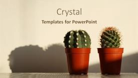  Presentation with pot succulent - Slide deck with cactus-succulent-plant background and a lemonade colored foreground