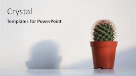  Presentation with pot succulent - Slide deck enhanced with cactus-succulent-plant background and a white colored foreground