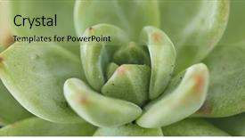  Presentation with succulent - Presentation theme with cactus succulent plant background and a seafoam green colored foreground