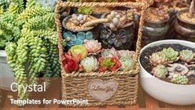  Presentation with succulents - Colorful presentation theme enhanced with cactus-succulents-in-a-planter backdrop and a coral colored foreground