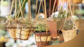  Presentation with succulents - Slides consisting of cactus-succulents-in-a-planter background and a coral colored foreground