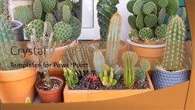  Presentation with succulents - Slide deck enhanced with cactus-succulents-in-a-planter background and a coral colored foreground
