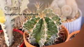  Presentation with succulents - Slide set consisting of cactus-succulents-in-a-planter background and a coral colored foreground