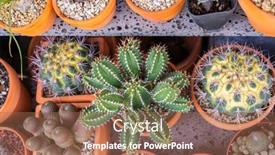  Presentation with succulents - Colorful slide set enhanced with cactus-succulents-in-a-planter backdrop and a coral colored foreground