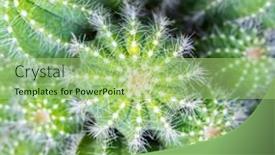  Presentation with succulents - PPT theme having cactus-succulents-in-a-planter background and a mint green colored foreground