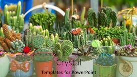  Presentation with succulents - Slide deck having cactus-succulents-in-a-planter background and a violet colored foreground