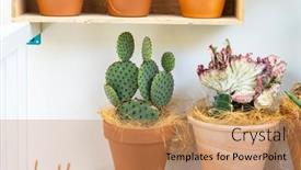  Presentation with succulents - PPT theme enhanced with cactus-succulents-in-a-planter background and a coral colored foreground