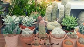  Presentation with succulents - Presentation design enhanced with cactus-succulents-in-a-planter background and a coral colored foreground