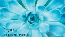  Presentation with succulents - Presentation design consisting of cactus-succulents-in-a-planter background and a light blue colored foreground