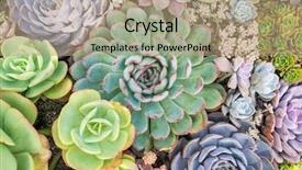  Presentation with succulents - Colorful PPT theme enhanced with cactus succulents in garden backdrop and a coral colored foreground