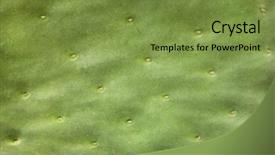  Presentation with cactus - Audience pleasing slide deck consisting of cactus texture closeup backdrop and a tawny brown colored foreground