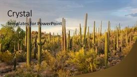 Presentation with arizona - PPT theme having cactus thickets in the rays background and a light blue colored foreground