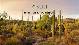  Presentation with united states - Presentation enhanced with cactus-thickets-in-the-rays background and a lemonade colored foreground