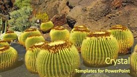  Presentation with cactus - Presentation with cactus typical of southern hemisphere background and a  colored foreground
