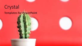 Presentation with cactus - Slide deck having peyote - cactus with colorful background background and a gray colored foreground