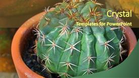  Presentation with pot succulent - Presentation theme with cactus with thick spider spine background and a tawny brown colored foreground