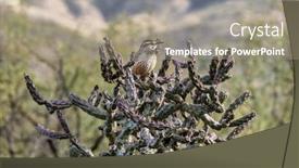  Presentation with tucson - PPT layouts consisting of cactus-wren-sits-upon background and a coral colored foreground