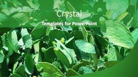  Presentation with cactus - Amazing slide set having cactus backdrop and a shamrock green colored foreground