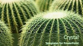  Presentation with cactus - Beautiful PPT layouts featuring cactus backdrop and a tawny brown colored foreground